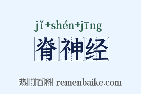 脊神经是什么意思的图片